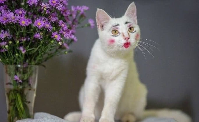 小猫被主人化了妆,你能知道是模仿谁的吗?|小猫|主人|猫咪_新浪新闻