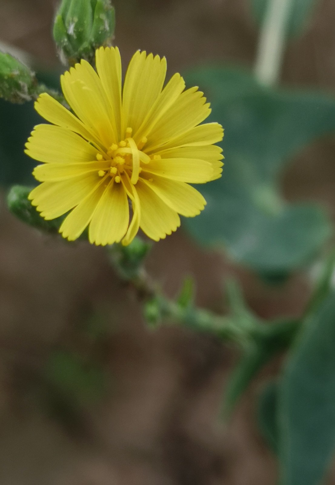 你一定吃过这种蔬菜,可是它开的花你见过吗|油麦菜|蔬菜_新浪新闻