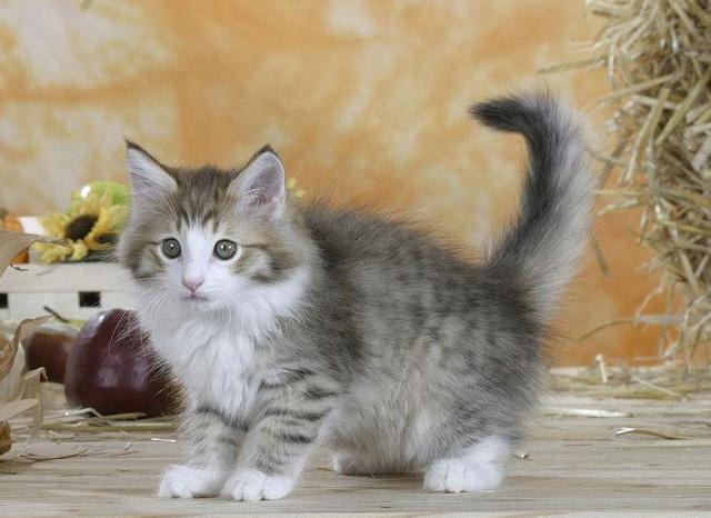 挪威森林猫的小资料挪威森林猫吃什么