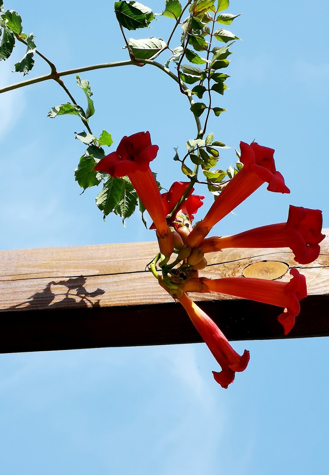 被舒婷贬低的凌霄花在历史上却是志存高远之花