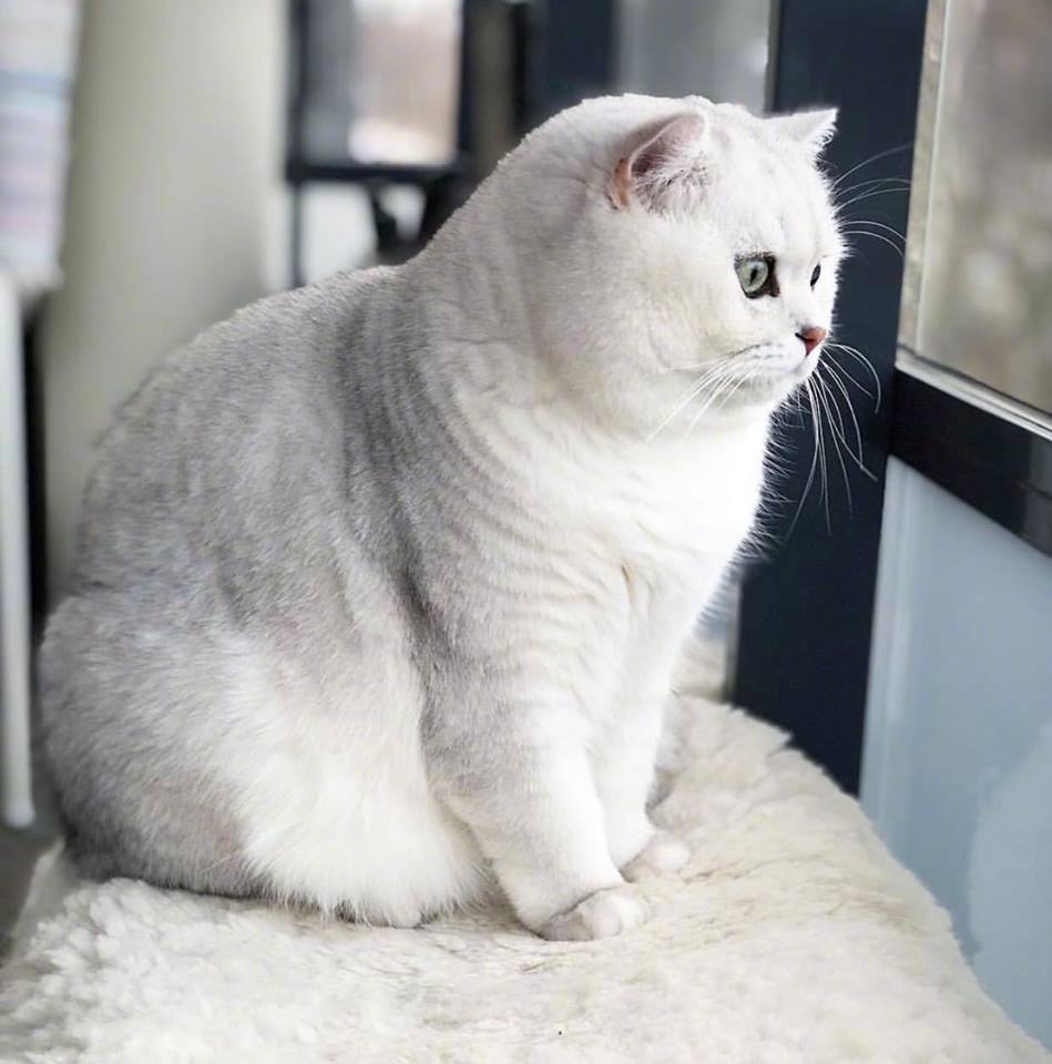 胖嘟嘟的短腿猫好想捏