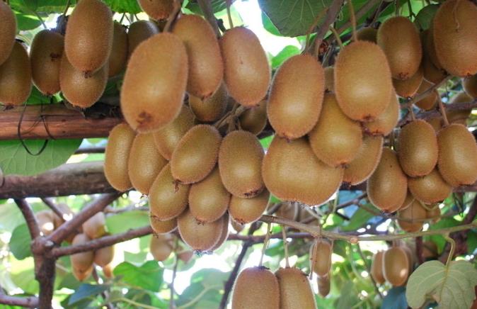 立夏,孕妈最应该吃这4种水果,能帮助提高免疫力!