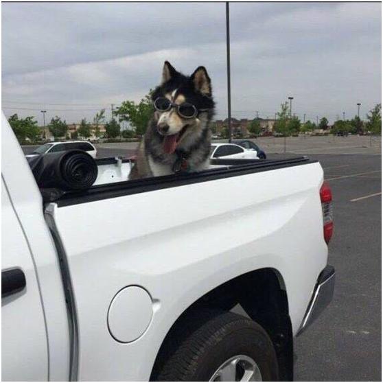 主人给哈士奇带上了墨镜,带它兜风