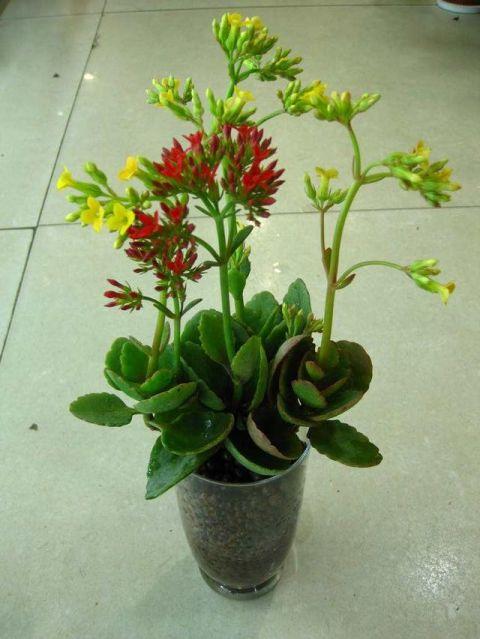 说句非常搞笑的话,我们只需要散养就可以了|长寿花|植物|日常_新浪