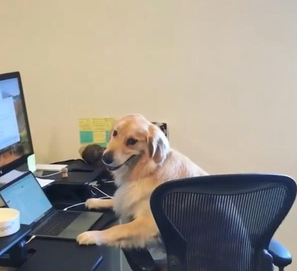 金毛变身为"网瘾"狗狗,上网被铲屎官叫停还会耍脾气!太可爱了