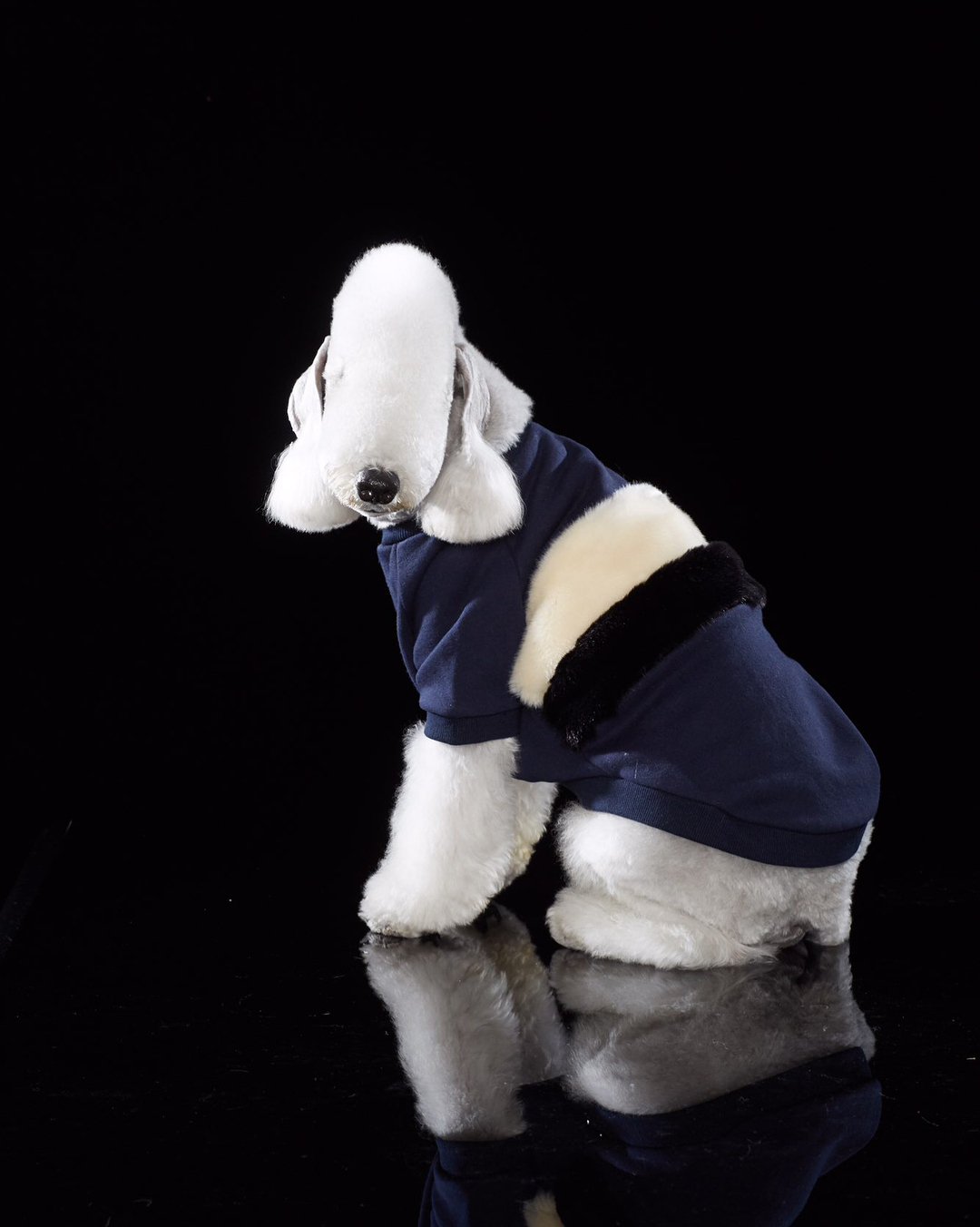 萌萌的贝灵顿梗拥有狗子的灵魂却长了一副绵羊的外表