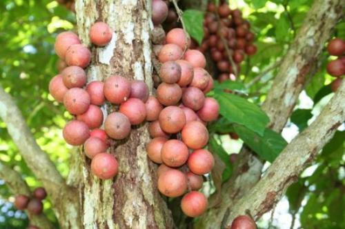 那么木奶果能不能供人食用呢?它又有哪些功效与作用呢?