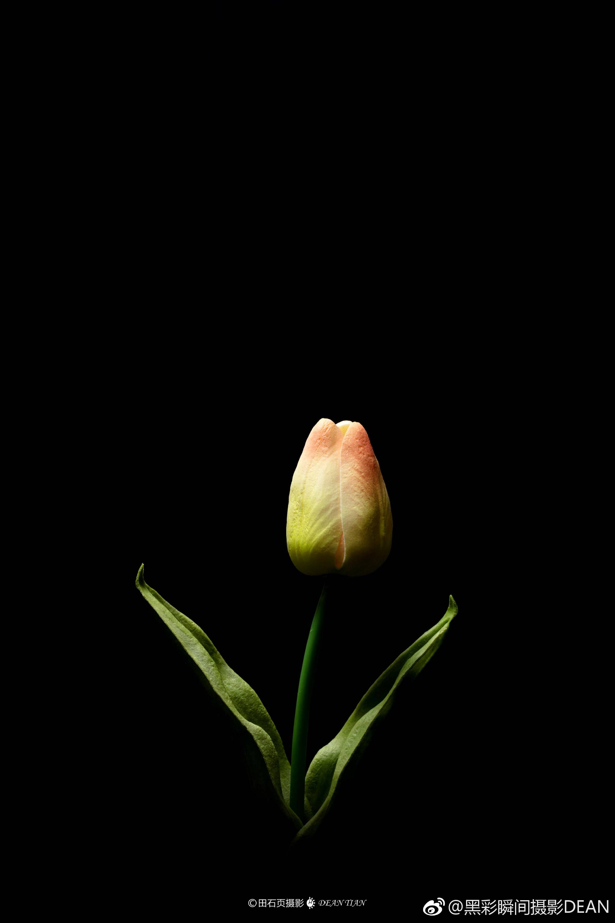 田石页摄影dean孤独的花