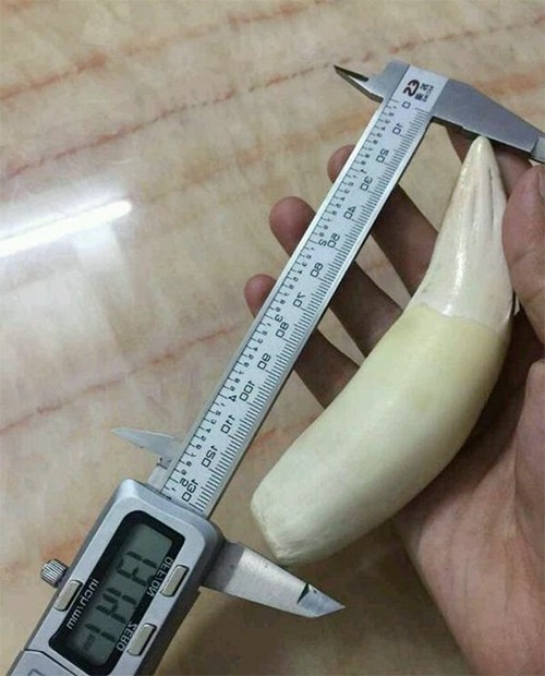 老虎的牙齿比狮子长一点就说明虎比狮厉害网友不见得