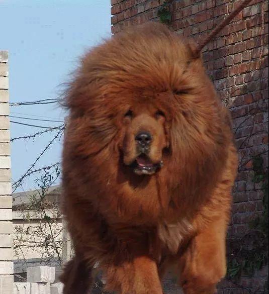 藏獒,使人望而生畏的犬中之王