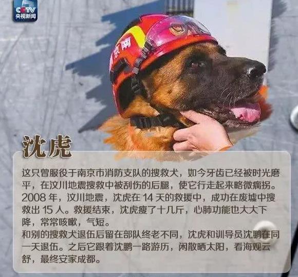 细数那些汶川地震中救人无数的搜救犬们