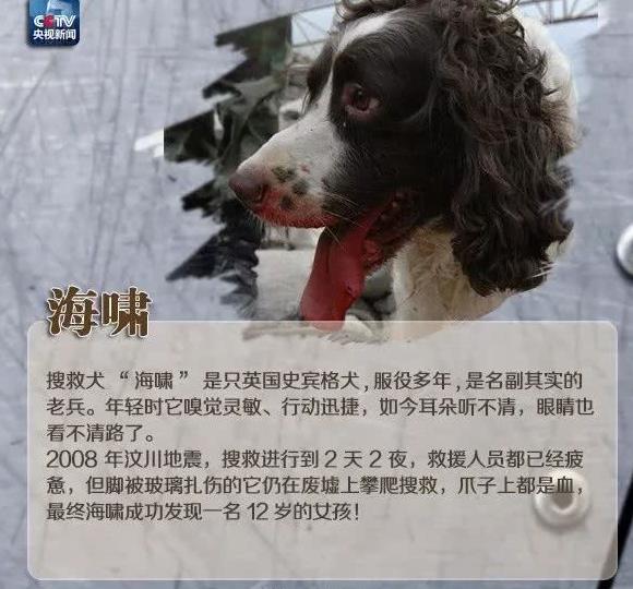 细数那些汶川地震中救人无数的搜救犬们