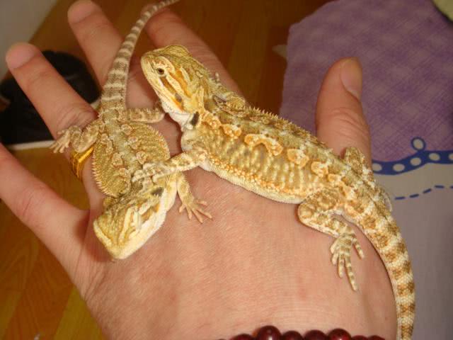 为什么有些人喜欢养蜥蜴这种宠物呢?实在是太少见了