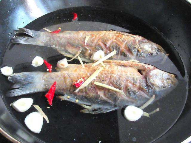 盘点家里养鲫鱼喂什么食物?家里养鲫鱼喂什么食物