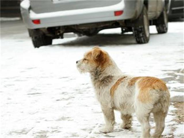 大雪封路,流浪狗坐在马路中间四处观望,明白原因后十分感动