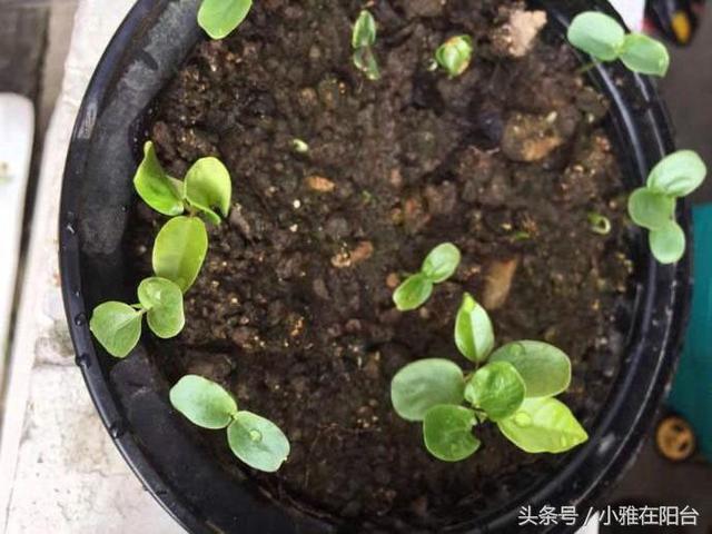 我们都知道,想在家里种一棵百香果挺简单的,可以用种子直接播种,发芽