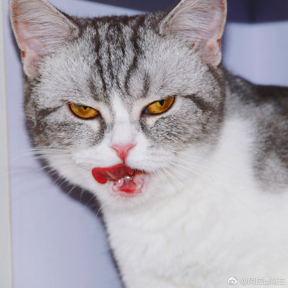 你这只小猫咪,怎么如此邪魅狷狂!