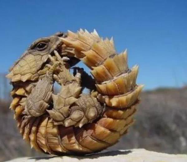 外国的天价"怪异"宠物,一有危险就变成"车轮"滚走,无影无踪|犰狳|怪异