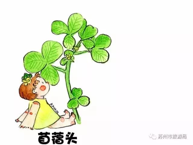 苜蓿头,就是苏州人俗称的"金花菜",富含维他命k,常吃,可以预防出血,如