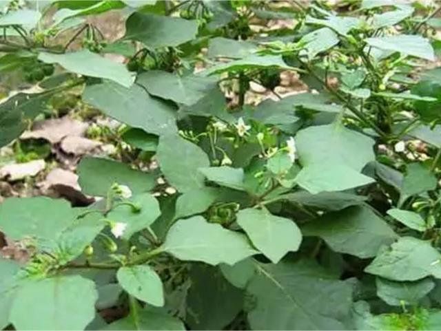 山坡常见的野草叫它假辣椒竟是野菜很多人不知道