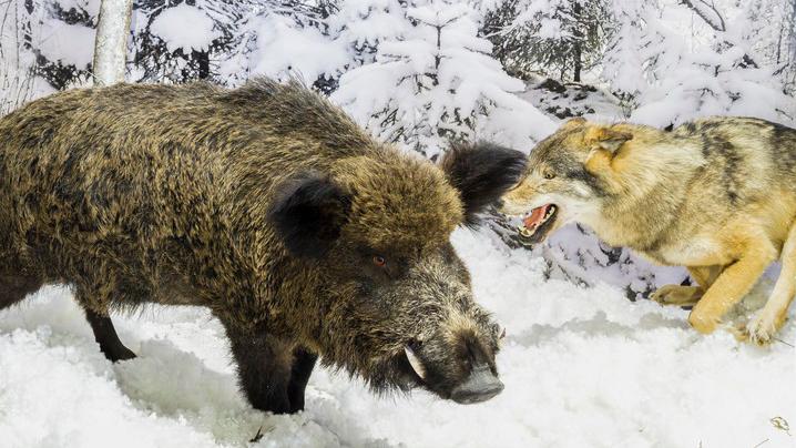 狼群猎杀野猪 野猪只是哼哼几声 无力反抗