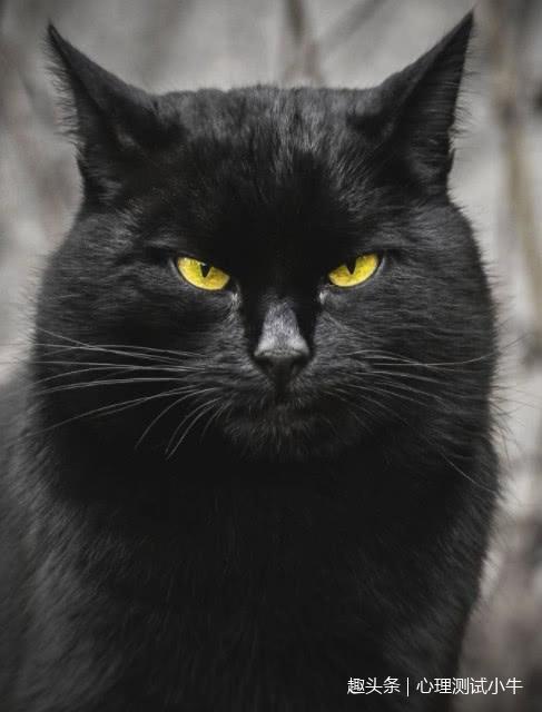 心理测试4只猫哪只的猫眼神最凶测你内心善良还是狡诈