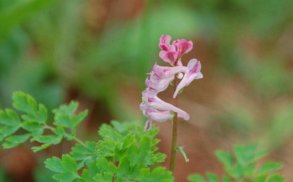 原来断肠草不止是一种草药的名字