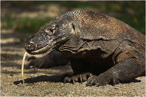 科莫多巨蜥:比鳄鱼还凶猛的蜥蜴,饿了连同类都吃