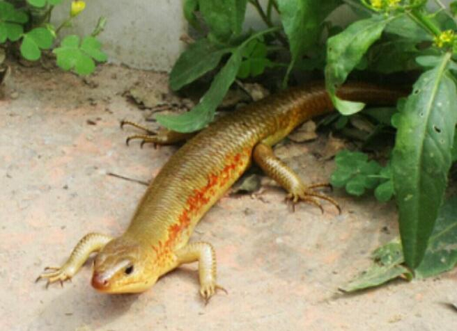 这种蜥蜴英文名是western three-toed skink,译为:西方三趾蜥蜴,生活