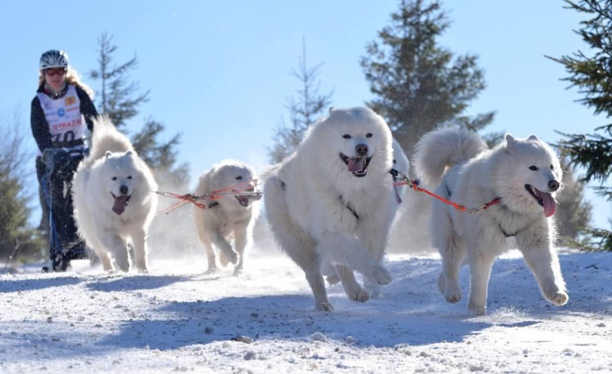 斯洛伐克库瓦克犬,这种狗狗瞧着也是一副大白的样子,但是人家可牛了