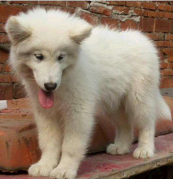 网友没少和周围的同事还有朋友说自己即将要养的这只白桃阿拉斯加雪橇