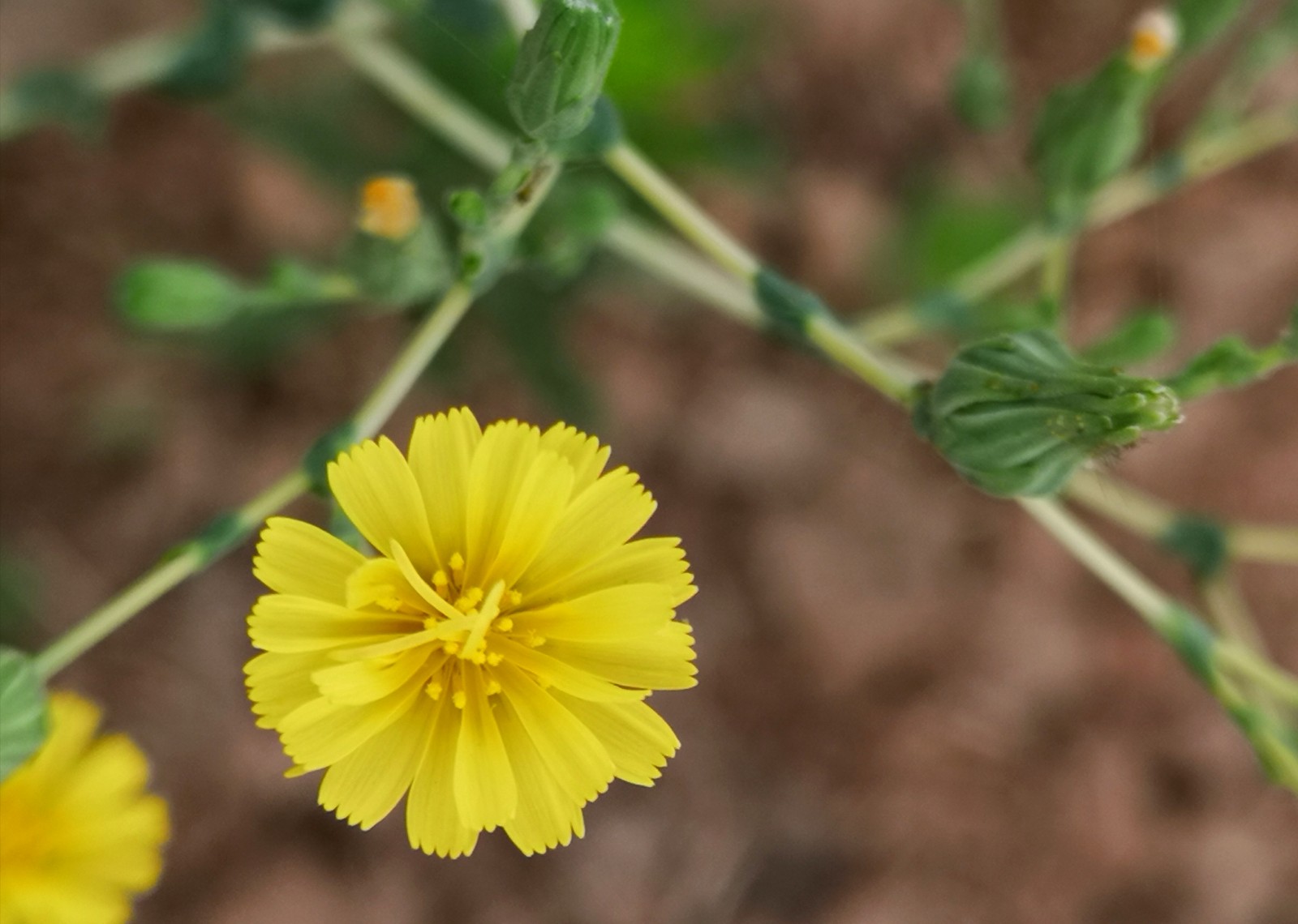 你一定吃过这种蔬菜,可是它开的花你见过吗|油麦菜|蔬菜_新浪新闻