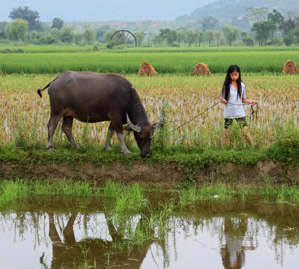 放牛娃的春天学霸与学渣的不同放牛技巧