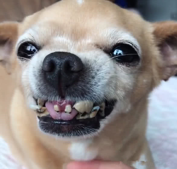长相可爱的小土狗,一露出牙齿就让人笑翻了