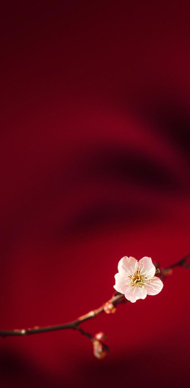 内置壁纸系列oppor15内置壁纸出彩