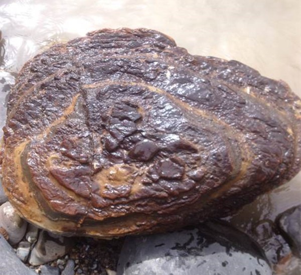 男子山下溪流发现灵芝奇石发到网上引起众人热议