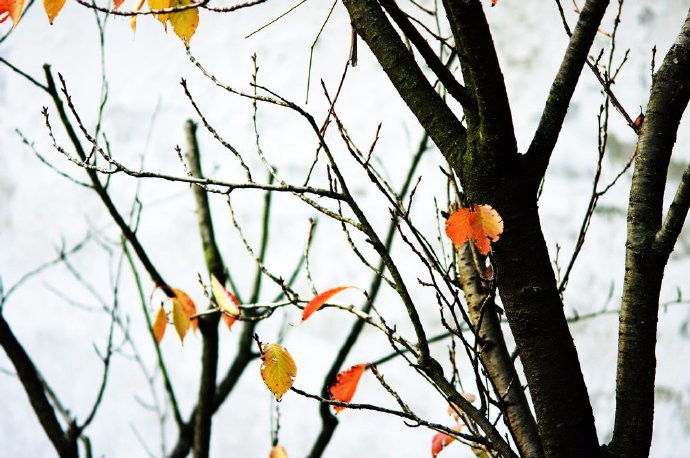 峄阳生孤桐,擢干八尺高