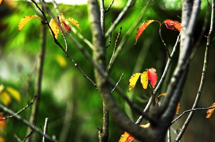 峄阳生孤桐,擢干八尺高