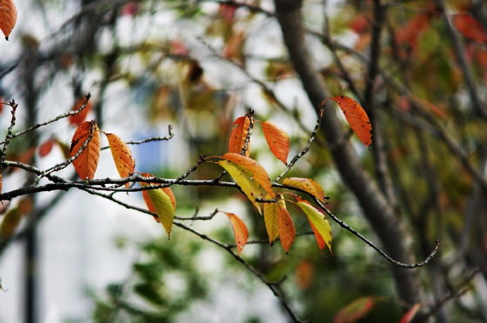 峄阳生孤桐,擢干八尺高