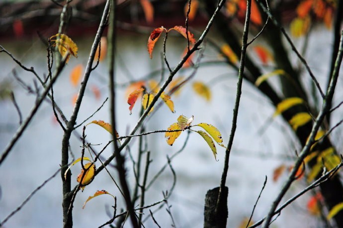 峄阳生孤桐,擢干八尺高
