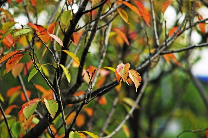 峄阳生孤桐,擢干八尺高