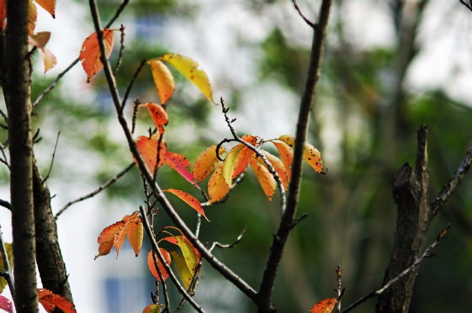 峄阳生孤桐,擢干八尺高