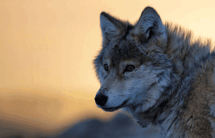 5万年前,从东亚狼进化而来的200万年前,地球上最迅猛的食物链顶级杀手