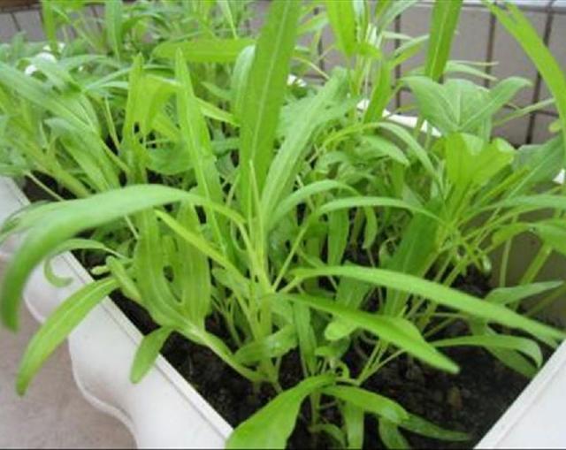 在阳台养护"空心菜"盆栽,半个月就能收获一次,既美观又好吃