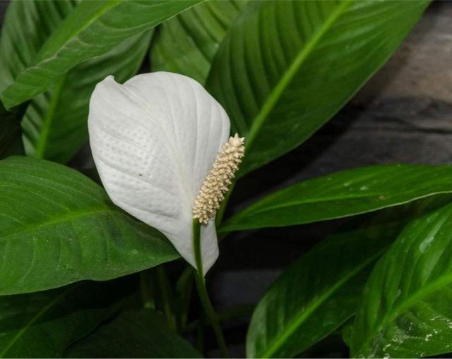 想要白掌开花,这些地方学会,自己种的白掌别人都会羡慕的!