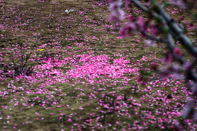 暖暖千里桃花梦,樱樱两岸撒弥红|桃花|相思|落红_新浪新闻