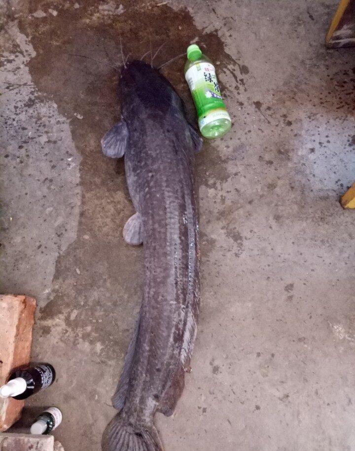 山塘野生埃及鱼, 13斤的力道很大, 起竿暴力直接秒切!