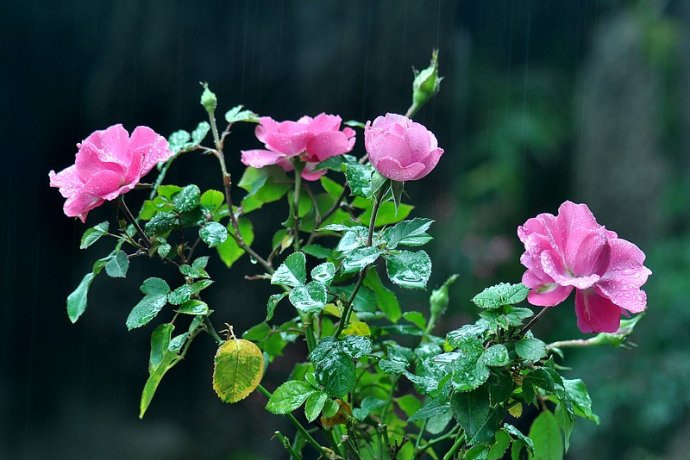 雨过闲花落,风来古木声…_新浪看点