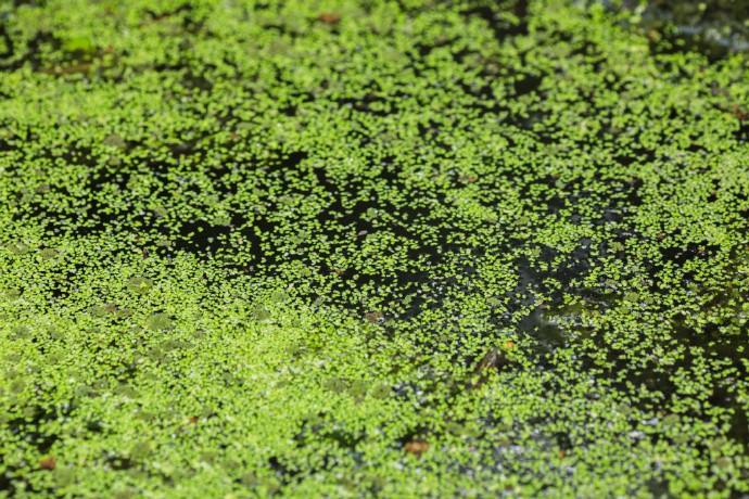 无计绿萍随绿水