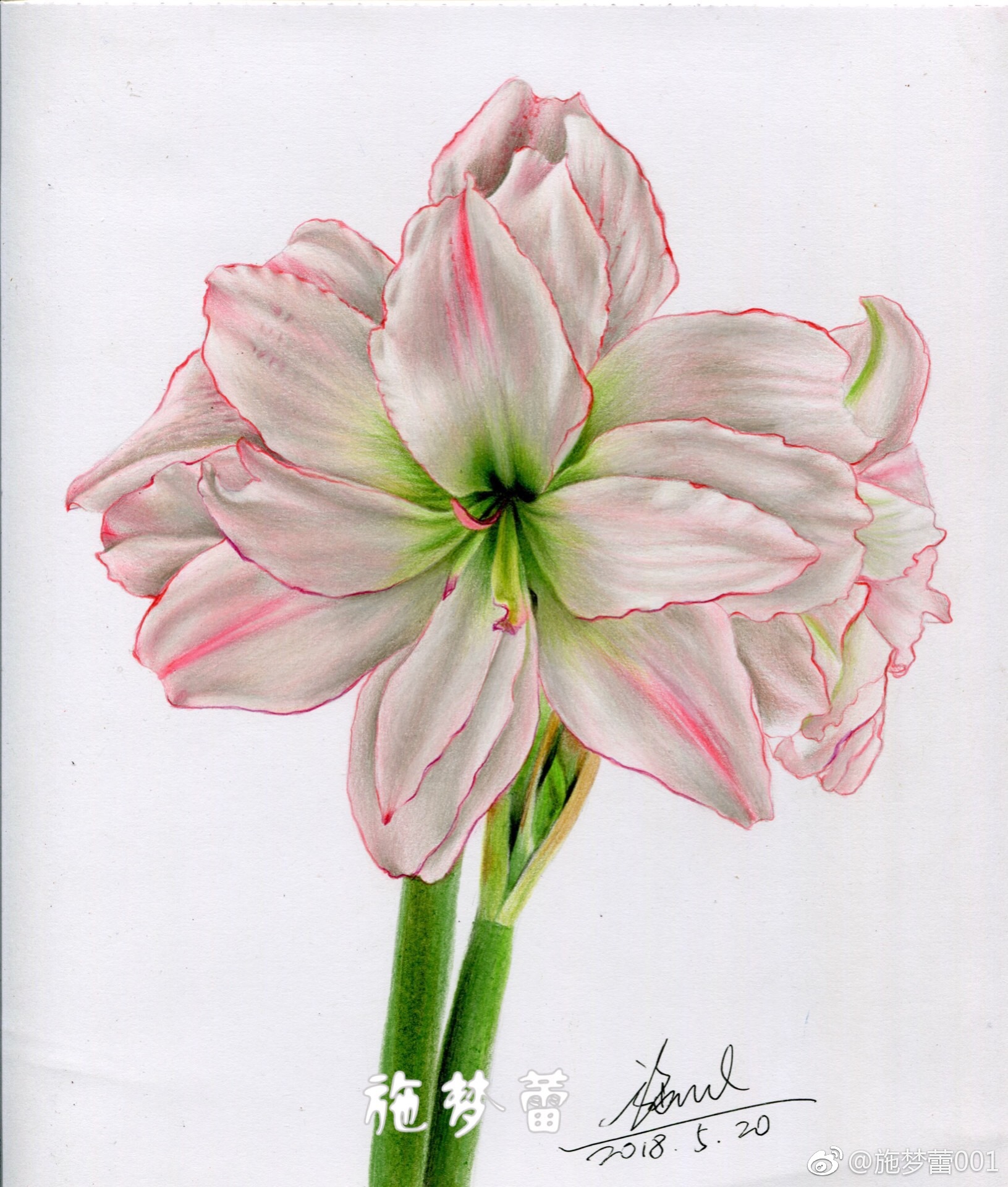 莲勃向上绽红花